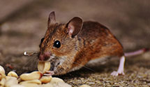 Find Exterminators in Pickaway County